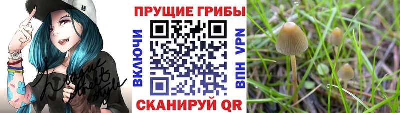 Псилоцибиновые грибы Cubensis  Кушва 